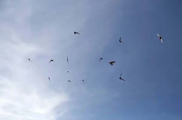 stock image Beautiful synchronized flight of the flock of black swifts. Common Swift (Apus apus) hunt insects collectively.