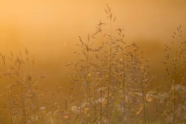 Sıcak bir yaz akşamında gün batımının arkasındaki çimenler. Kuzey Avrupa 'nın doğal bitkileri.