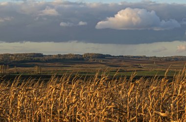 Dramatic sky over the fields. Agricultural landscape in eastern Lithuania. clipart