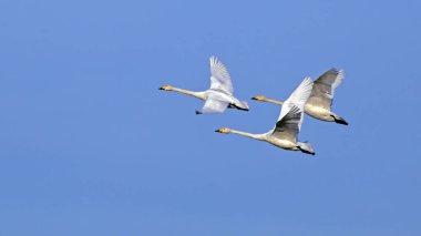 Gökyüzünde uçan üç beyaz kuğu. Whooper kuğu veya yaygın kuğu (Cygnus cygnus).