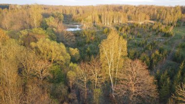 Bahar doğası kuş bakışı. İnsansız hava aracından Litvanya ormanının fotoğrafı..