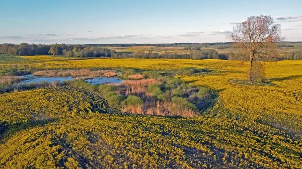 stock image Spring nature from a bird's eye view. Photo of the Lithuanian forest from the drone.