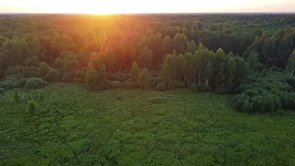 stock image Summer nature from a bird's eye view. Photo of the Lithuanian forest from the drone.