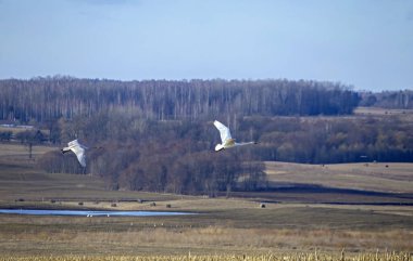 Bahar tarlalarının üzerinde uçan iki vahşi kuğu. Whooper kuğu veya yaygın kuğu (Cygnus cygnus).