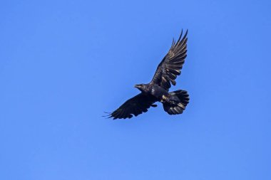 Mavi gökyüzünde uçan yaygın kuzgun (Corvus corax)