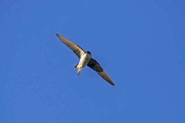 Flying common house martin (Delichon urbicum) clipart