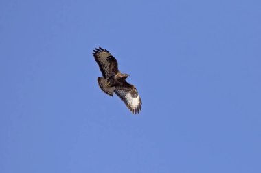 Mavi gökyüzünde uçan güzel yırtıcı kuş. Yaygın akbaba (Buteo buteo).