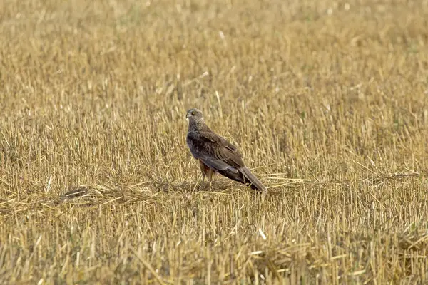 Şahin sahada oturuyor. Yaygın akbaba (Buteo buteo).