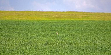 Bahar tarlalarının amfitiyatrosu. Doğu Litvanya 'da tarım arazisi. Çerçevedeki vahşi hayvan bir karaca geyiğidir (Capreolus capreolus).