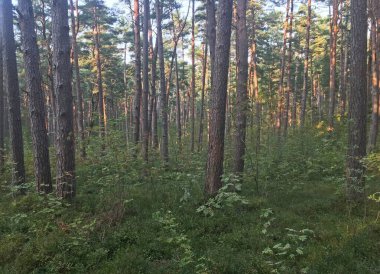Deniz kenarındaki çam ormanında güneşli bir gün. Curonian Lagünü ve deniz arasındaki 