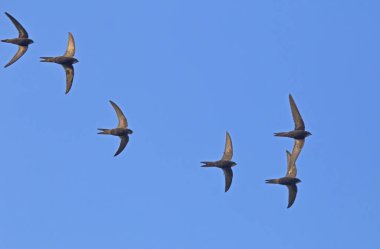 Siyah kırlangıç sürüsünün güzel senkronize uçuşu. Ortak Swift (Apus apus) toplu olarak böcek avlar.