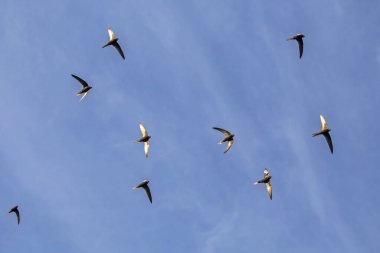 Beautiful synchronized flight of the flock of black swifts. Common Swift (Apus apus) hunt insects collectively. clipart