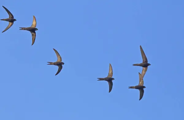 stock image Beautiful synchronized flight of the flock of black swifts. Common Swift (Apus apus) hunt insects collectively.