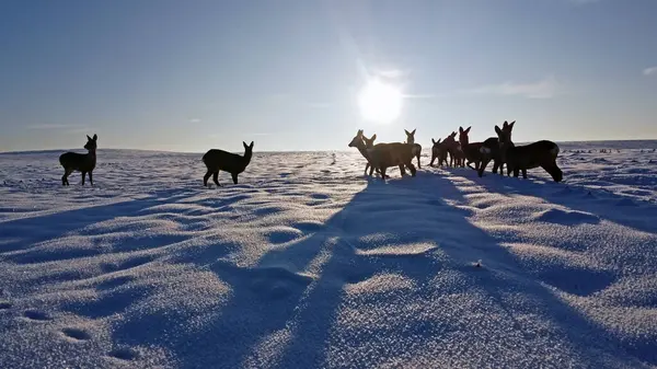 stock image A large flock of roe deer on the snowy field at sunny winter day. Flock of European roe deer (Capreolus capreolus).