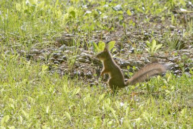 Yerde oturan bir sincap. Avrasya kızıl sincabı (Sciurus vulgaris).