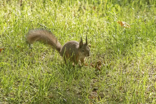 Yerde oturan bir sincap. Avrasya kızıl sincabı (Sciurus vulgaris).