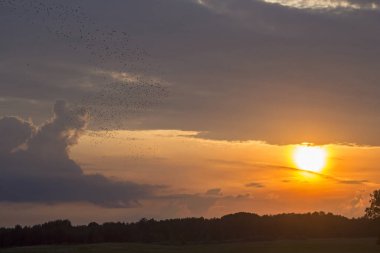 Büyük bir sığırcık sürüsü gökyüzünde uçuyor. Avrupa Sığırcığı (Sturnus vulgaris).