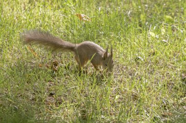 Yerde oturan bir sincap. Avrasya kızıl sincabı (Sciurus vulgaris).