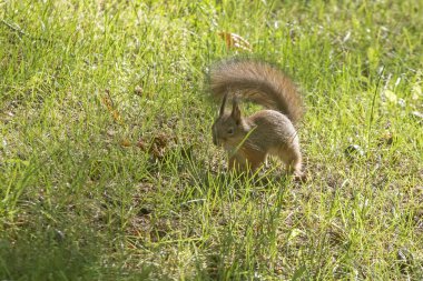 Yerde oturan bir sincap. Avrasya kızıl sincabı (Sciurus vulgaris).