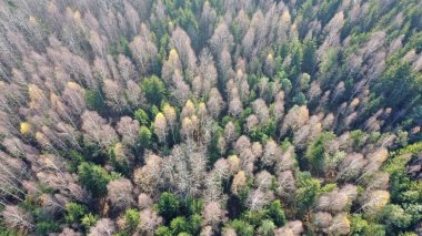 Kuş bakışı bir sonbahar ormanı. Ormanın fotoğrafı 120 metre yükseklikteki bir drondan..
