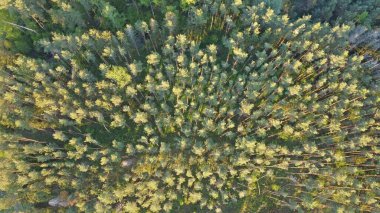 Autumn forest from a bird's eye view. Photo of the forest from a drone from a height of 120 meters. clipart