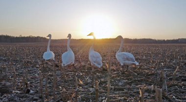 Bir grup beyaz kuğu hasat edilen mısır tarlasında gün batımına karşı. Whooper kuğusu (Cygnus cygnus).