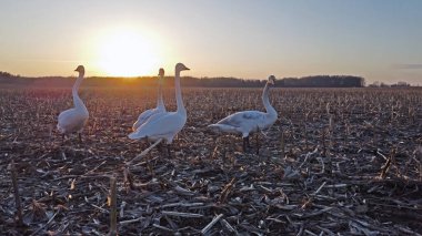 Bir grup beyaz kuğu hasat edilen mısır tarlasında gün batımına karşı. Whooper kuğusu (Cygnus cygnus).