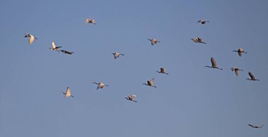 Beyaz balıkçıl sürüsü gün batımında gökyüzünde uçuyor. Büyük balıkçıl ya da büyük balıkçıl (Ardea alba) sonbahar göçlerinden önce bir araya gelmişlerdir. Doğu Litvanya.