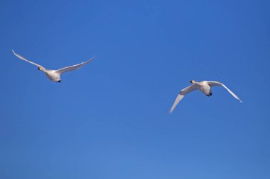 Bahar tarlalarının üzerinde uçan iki vahşi kuğu. Whooper kuğu veya yaygın kuğu (Cygnus cygnus).