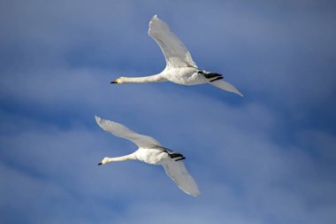 Bahar tarlalarının üzerinde uçan iki vahşi kuğu. Whooper kuğu veya yaygın kuğu (Cygnus cygnus).