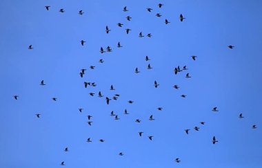 Mavi gökyüzünde uçan büyük bir kumru sürüsü. Litvanya 'nın Baltık kıyısındaki toplu sonbahar göçü sırasında ortak bir orman güvercini sürüsü (Columba palumbus).