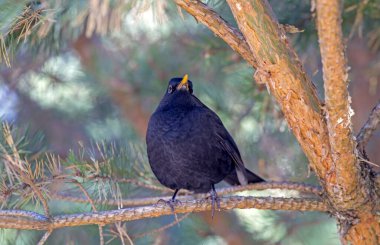 Çam ağacının dalında oturan siyah bir kuş. Yaygın karatavuk (Turdus merula).