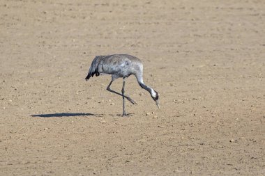Tarlada duran gri vinç. Genel vinç veya Avrasya turnası (Grus grus).