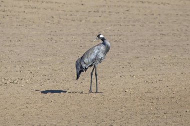 Tarlada duran gri vinç. Genel vinç veya Avrasya turnası (Grus grus).