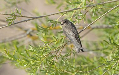 Söğüt dallarında oturan genç kırlangıç. Kum kırlangıcı (Riparia riparia).
