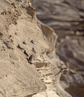 Swallows sitting and flying near the nesting colony on the cliff. Common sand martin (Riparia riparia). clipart