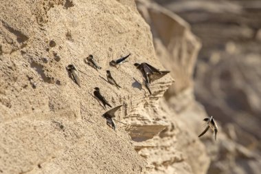 Yuva kurma kolonisinin yakınlarında oturan ve uçan kırlangıçlar. Kum kırlangıcı (Riparia riparia).