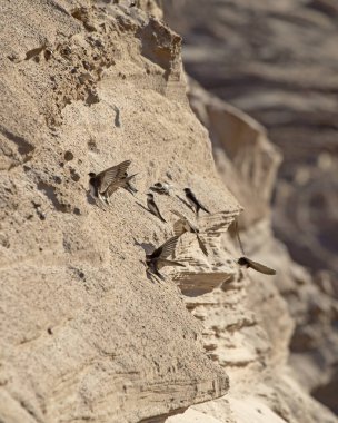 Yuva kurma kolonisinin yakınlarında oturan ve uçan kırlangıçlar. Kum kırlangıcı (Riparia riparia).