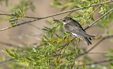 Young swallow sitting on willow branches. Common sand martin (Riparia riparia). clipart