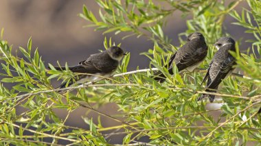 Young swallows sitting on willow branches. Common sand martin (Riparia riparia). clipart