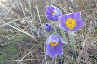 Doğu Litvanya 'da baharın erken saatlerinde açan Pasque Çiçeği. (Pulsatilla patens), düğün çiçeği (Ranunculaceae) familyasının uzun ömürlü bir bitkisi..