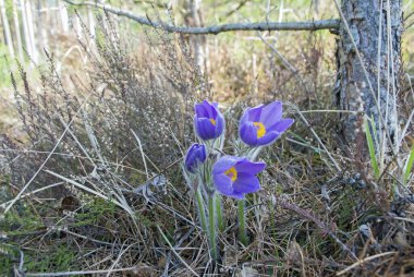 Doğu Litvanya 'da baharın erken saatlerinde açan Pasque Çiçeği. (Pulsatilla patens), düğün çiçeği (Ranunculaceae) familyasının uzun ömürlü bir bitkisi..