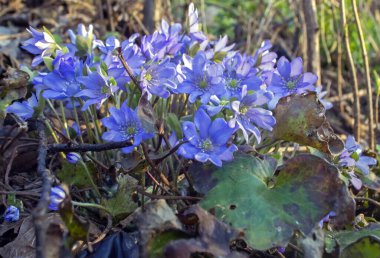 Çiçek açan karaciğer yaprağı (Anemone hepatica). Baharın başlarında bir yamaçta mavi çiçekler açar. Tıbbi bitki ve Litvanya folklorunda ilkbaharın sembollerinden biri..