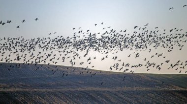 Tarlaların üzerinde çok büyük bir göçmen kuş sürüsü. Büyük beyaz önlü kaz (Anser albifrons), Tayga fasulyesi kazı (Anser fabalis) ve yaygın turna (Grus grus) sürüsü.).