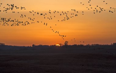 Bir kaz sürüsü bulutlu gökyüzünde gün batımının arka planına doğru uçuyor. Litvanya 'ya ilkbahar göçü için Büyük Beyaz Önlü Kaz (Anser albifrons) ve Tayga fasulyesi kazı (Anser fabalis) sürüsü.