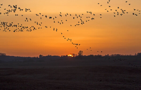 Стая гусей летит по облачному небу на фоне заката. Смешанная стая больших белолобых гусей (Anser albifrons) и тайгских бобовых гусей (Anser fabalis) о весенней миграции в Литве.