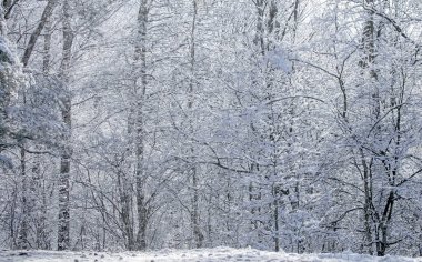 Snow on trees on a sunny winter day. Beautiful forest on the hills of eastern Lithuania at the end of the winter season. clipart