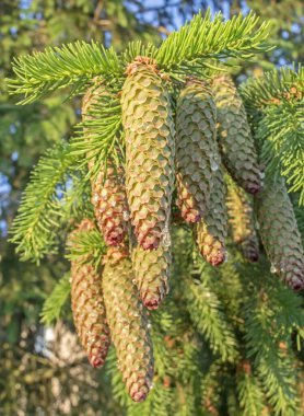 A cluster of cones on a fir tree. Live fir cones in resin at the beginning of the summer season. European spruce (Picea abies). clipart