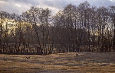 Sunset landscape with roe deer. Roe deer (Capreolus capreolus) in the fields of eastern Lithuania in early spring. clipart