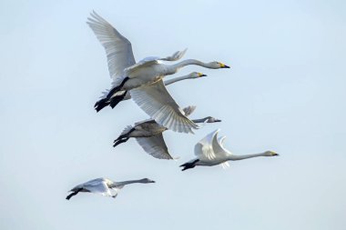 Bir grup kuğu gökyüzünde uçuyor. Whooper kuğu veya yaygın kuğu (Cygnus cygnus).